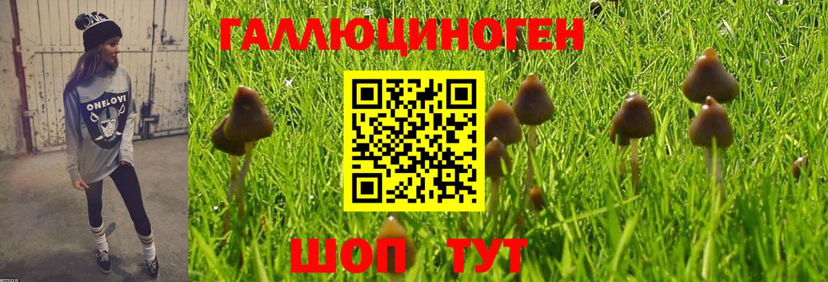 Псилоцибиновые грибы GOLDEN TEACHER Вичуга